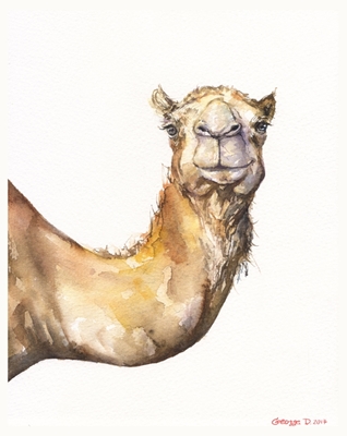 Camello de acuarela