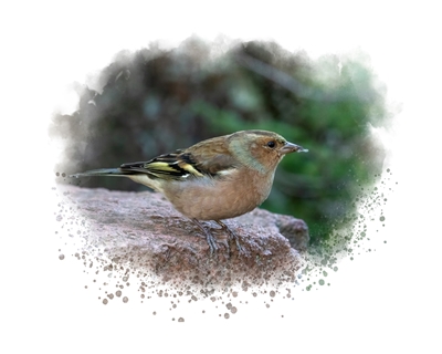 A chaffinch with food