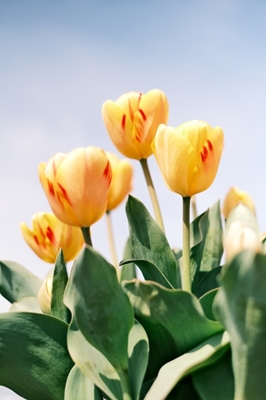 Gule tulipaner
