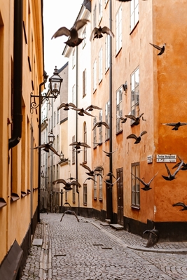 Skupina ptáků ve Stockholmu