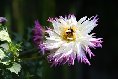 Dahlia with bumblebee 