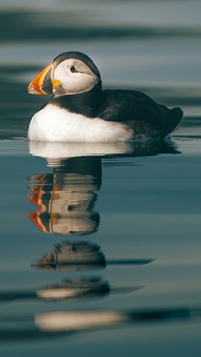 puffins reflections