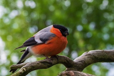 Close-up of a male bull finch.