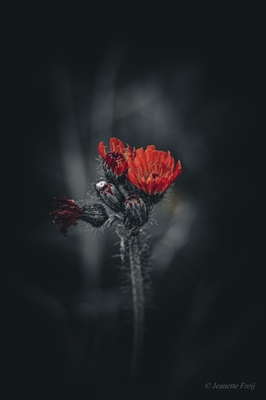 Rode bloem