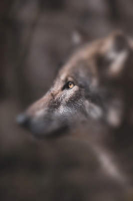 The wolf's sharp gaze