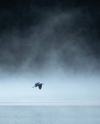 Heron in fog
