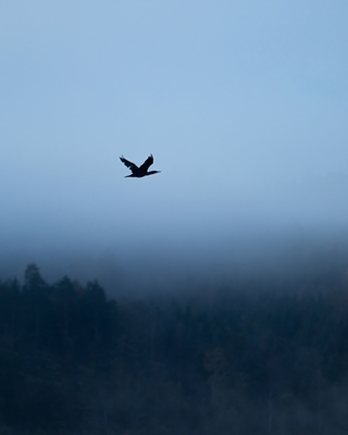 Cormorant in morning fog