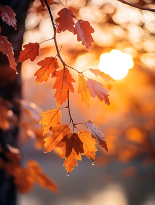 Herbstblätter im Sonnenlicht