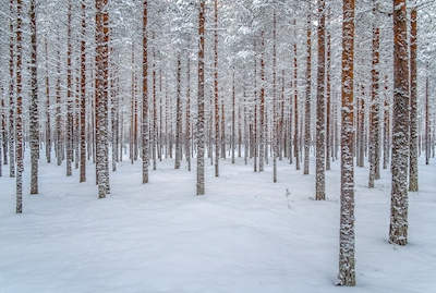 Trær om vinteren