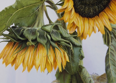 Sunflowers Sorry 