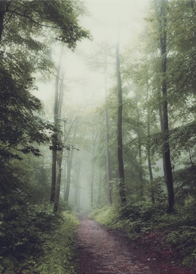 Chemin forestier dans le brouillard