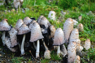 Wilde paddenstoelen in de herfst