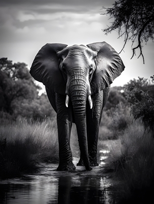 Slon ve volné přírodě