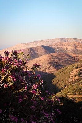Blommor på Kreta 