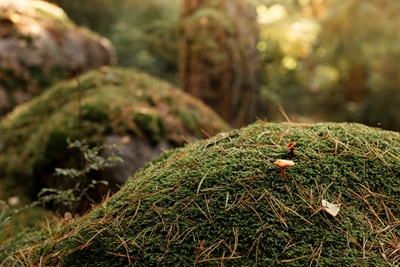 Wabienie grzybów w lesie  