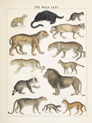 Wild Cats Vintage Illustration