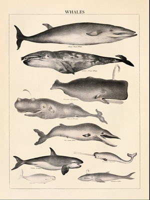 Wieloryby Vintage Ilustracja
