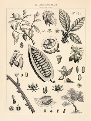 Cacao Vintage Illustration