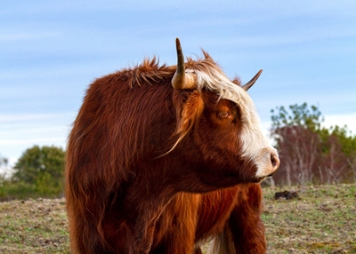 Bull i profil