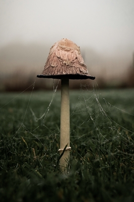 Enchanted Mushroom