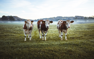 Drei Kühe auf Weide am Morgen