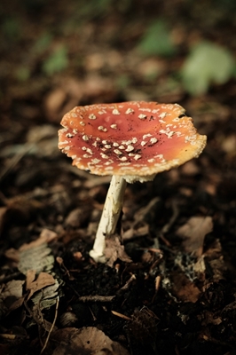 Rode paddenstoel in het bos