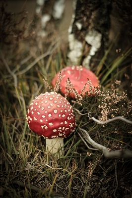 Twee rode paddenstoelen