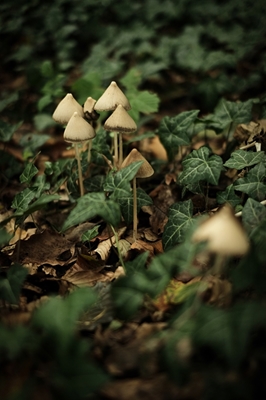Mushrooms in the Green Forest