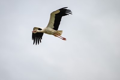 White stork in Latvian country