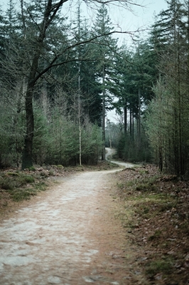 Winter Trail in the Forest
