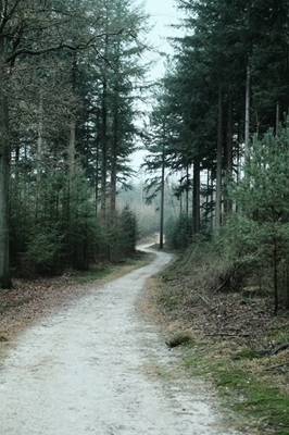 Caminho de inverno na floresta