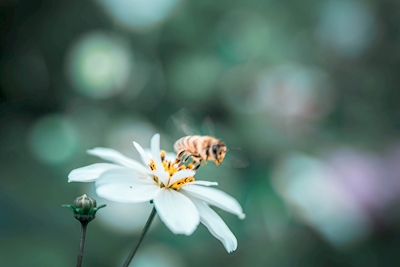 Obowiązek pszczoły