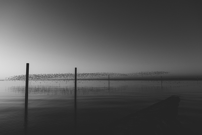 Pájaros sobre el mar al amanecer