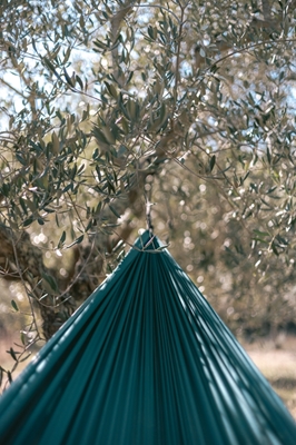 Hængekøje i olivenlund 