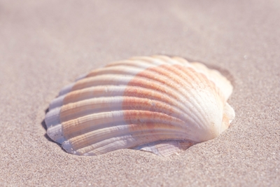 Concha marina en la arena cálida.