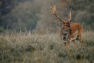 The Roe Deer in the Rain's Dan