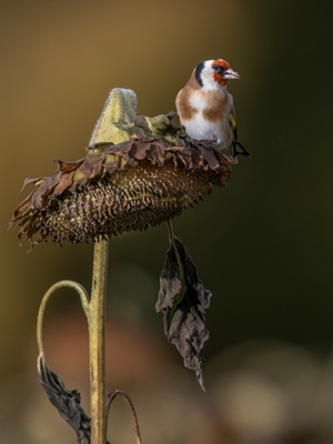 Goldfinch em girassol maduro