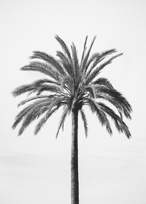 Black and white Palm