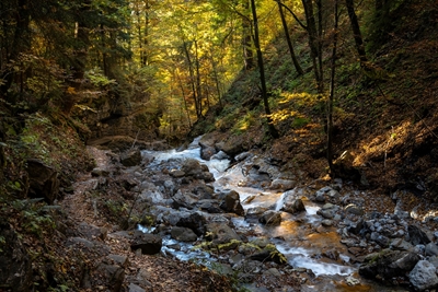 Potok v podzimním lese