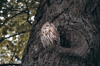 Tawny owl in fall