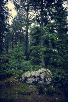 I de småländska skogarna