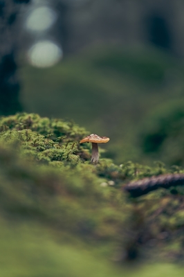 Le champignon dans la forêt