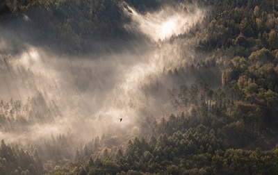 Dimmig morgon över skogen