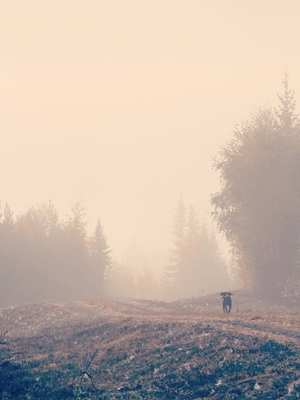 Stövarn & o nevoeiro matinal