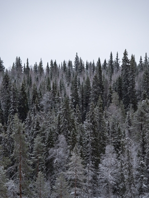 Frostig skov
