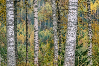 Close up of birches