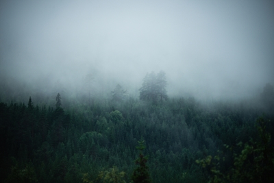 Bosques Misty