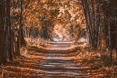 Estrada de cascalho emoldurada pelas cores do outono 