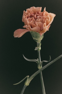 Carnation flower I