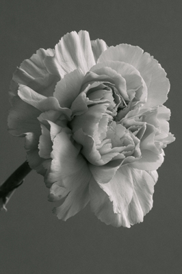 Flor de clavel II